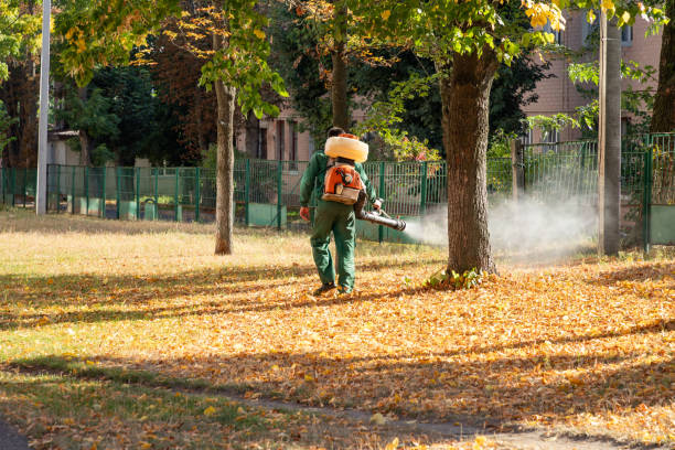 Best Flea Control Services  in San Marcos, CA