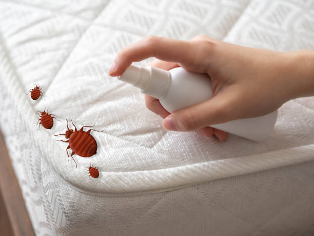 Best Mosquito Control Services  in San Marcos, CA